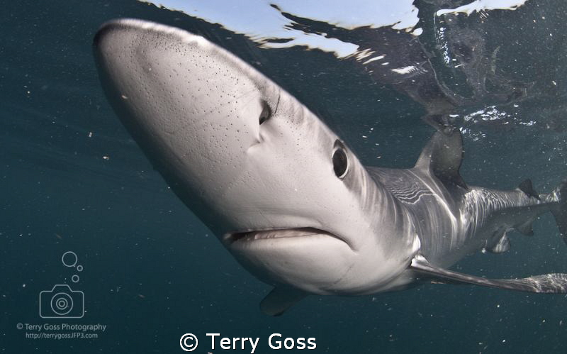 Terry Goss