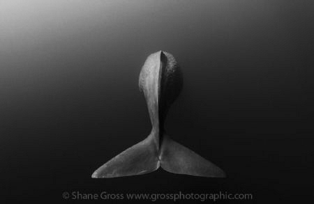 Shane Gross