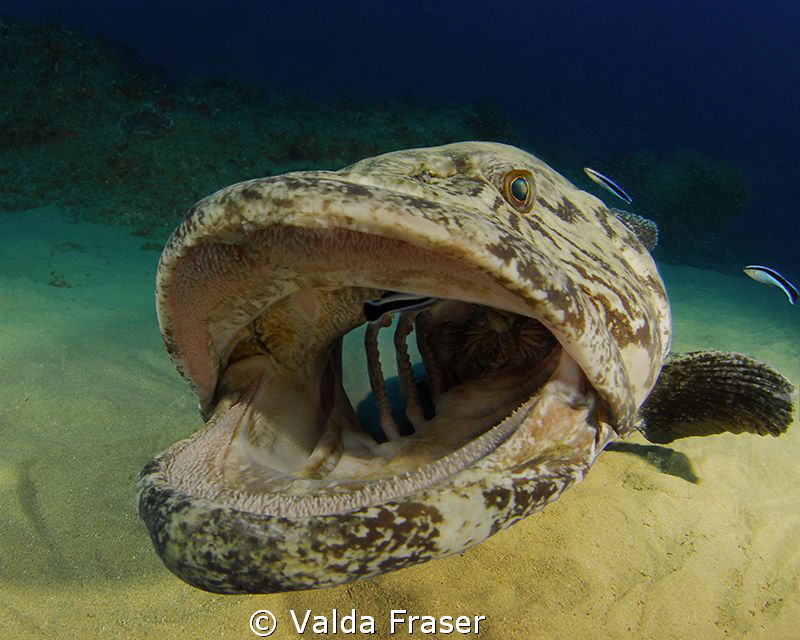 Valda Fraser