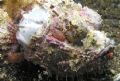 Muck dive in Lembeh Strait, high biological interest for isopods