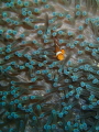 Clownfish Clownfish
