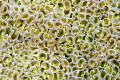 Soft coral texture. Soft coral texture.