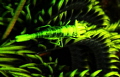 Dazzling yellow crinoid shrimp Dazzling yellow crinoid shrimp