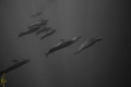 Pod of Pilot Whales the jet fighters of the marine mammal world. Under permit Pod of Pilot Whales the jet fighters of the marine mammal world. Under permit