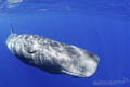 Sperm whale check out
Picture taken under permit Sperm whale check out
Picture taken under permit