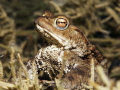 Toad in the Lake of Lucerne
Every year in April toads are coming to the lake of Lucerne to reproduce Toad in the Lake of Lucerne
Every year in April toads are coming to the lake of Lucerne to reproduce