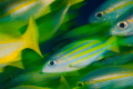 Fish action Fish action