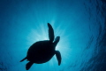 Turtle in flight Turtle in flight