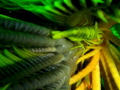 yellow vertigo...hidden crinoid shrimp yellow vertigo...hidden crinoid shrimp
