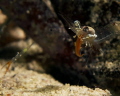 This shrimp reminds me a little of Alice cooper P This shrimp reminds me a little of Alice cooper P