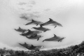 Dolphins in the red Sea. Great Moment Dolphins in the red Sea. Great Moment