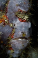 Chimerical frogfish