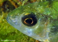 Golden eye of European perch Golden eye of European perch