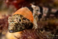 Smoothhead Sculpin
Seattle WA U.S.A. Smoothhead Sculpin
Seattle WA U.S.A.