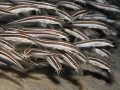 Juvenile striped eel catfishes in the Bay Juvenile striped eel catfishes in the Bay