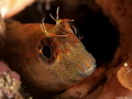 Blenny Blenny