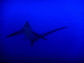Thresher shart at cleaning station in Monad Shoal Malapascua Thresher shart at cleaning station in Monad Shoal Malapascua