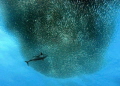 Action pure a big tuna attacks a baitball of sardines Action pure a big tuna attacks a baitball of sardines