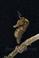 Seahorse with Skeleton shrimp Seahorse with Skeleton shrimp