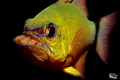 Apogon aureus wiht eggs D Apogon aureus wiht eggs D