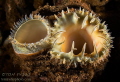 Geoduck
Seattle WA U.S.A. Geoduck
Seattle WA U.S.A.