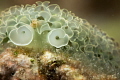 Just love these guys Lettuce sea slug. Just love these guys Lettuce sea slug.