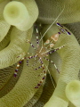 Spotted cleaner shrimp Spotted cleaner shrimp