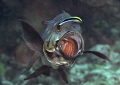 Black snapper
Come in
Bunaken islands Sulawesi
Black snapper
Come in
Bunaken islands Sulawesi