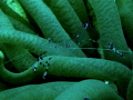 Jumpu anemone shrimp in all its grace Jumpu anemone shrimp in all its grace