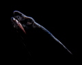 Snake Eel Backlighting. Snake Eel Backlighting.