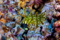 Dragon Wrasse Dragon Wrasse