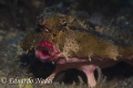 batfish batfish