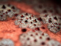 It s like one of those bad dreams when you can t wake up. Cushion Seastar Culcita Novaguineae. Sail Rock Thailand EM5 Oly 60mm 1/160 f3.5 iso200 Inon D2000 Inon UCL 165 H2o Tools 5x2 It s like one of those bad dreams when you can t wake up. Cushion Seastar Culcita Novaguineae. Sail Rock Thailand EM5 Oly 60mm 1/160 f3.5 iso200 Inon D2000 Inon UCL 165 H2o Tools 5x2
