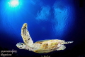 Turtle Turtle