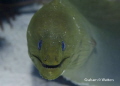 A moray eel I saw in Cozumel Mexico A moray eel I saw in Cozumel Mexico