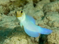 Yellowhead Jawfish Yellowhead Jawfish