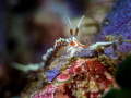 ... Where rocking horse people eat marshmallow pies ... Nudibranch Phidiana indica. Samran Thailand EM5 Oly 60mm 1/160 f3.5 iso200 Inon D2000 Inon UCL 165 www.facebook.com/KohPhaNganPhotographic ... Where rocking horse people eat marshmallow pies ... Nudibranch Phidiana indica. Samran Thailand EM5 Oly 60mm 1/160 f3.5 iso200 Inon D2000 Inon UCL 165 www.facebook.com/KohPhaNganPhotographic