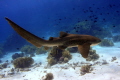 My dream comes true
Leopard shark Stegostoma fasciatum My dream comes true
Leopard shark Stegostoma fasciatum