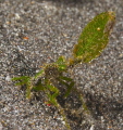 found in Lembeh found in Lembeh
