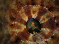 Explosion
in the eye of a frogfish Explosion
in the eye of a frogfish
