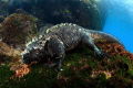 Iguana Iguana