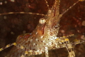 Followed the curious sound of Donna Summer and Bee Gees music until I came upon the Shrimp with the Disco ball eyes... Followed the curious sound of Donna Summer and Bee Gees music until I came upon the Shrimp with the Disco ball eyes...