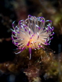 Get on up get on up keep a moving on little bit higher . Nudibranch Flabellina rubrolineata. Samran Thailand EM5 Oly 60mm 1/160 f8 iso200 Inon D2000 Inon UCL 165 Get on up get on up keep a moving on little bit higher . Nudibranch Flabellina rubrolineata. Samran Thailand EM5 Oly 60mm 1/160 f8 iso200 Inon D2000 Inon UCL 165