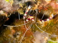 Banded coral shrimp Banded coral shrimp