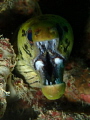 Tiger moray eel