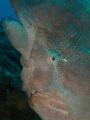 Frogfish closeup