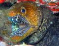 A smile of a moray eel...