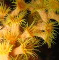 encrusting anemone - probably Gerardia savaglia - on a shore dive @ Madeira