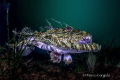 Mediterranean Anglerfish #2