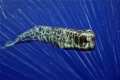 Sperm whale fractalized.